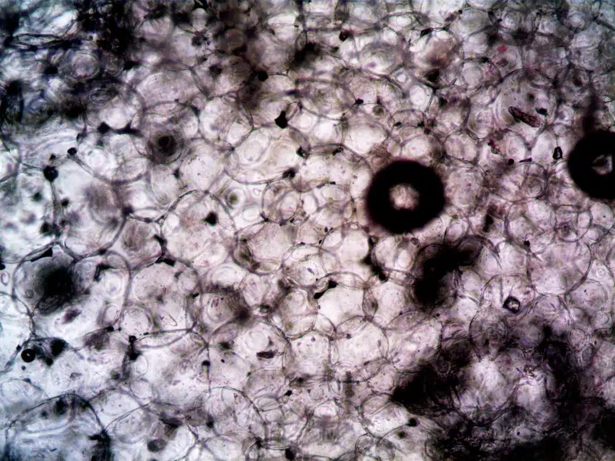 Imagerie de cellules neuronales colorées sous microscope montrant l'activité électrique.