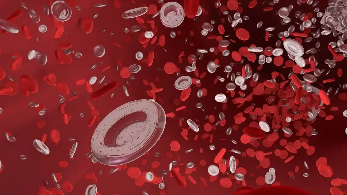 Image microscopique illustrant lymphocytes B et T dans un échantillon sanguin
