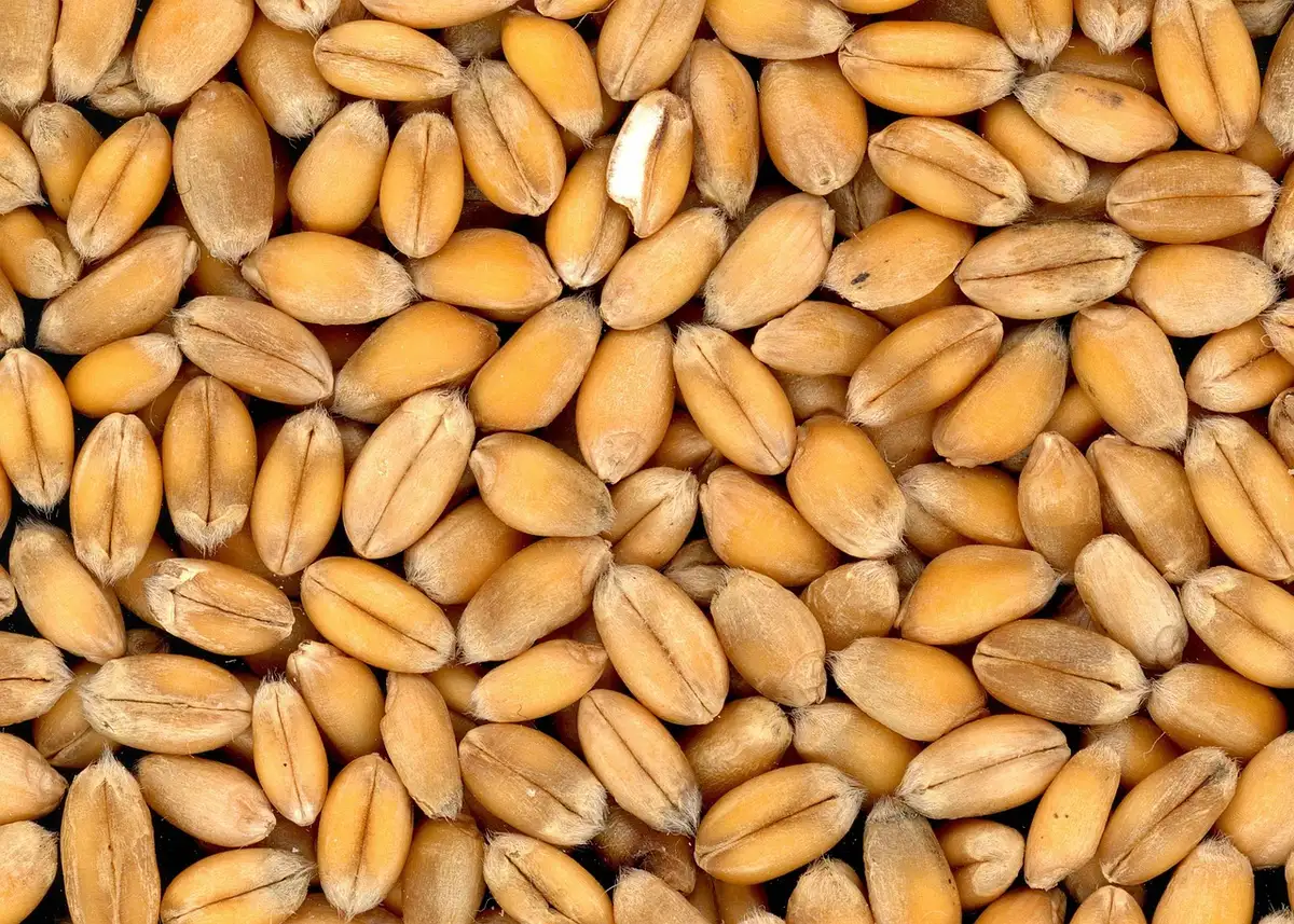 Aliments riches en fibres : fruits, légumes, légumineuses et céréales complètes