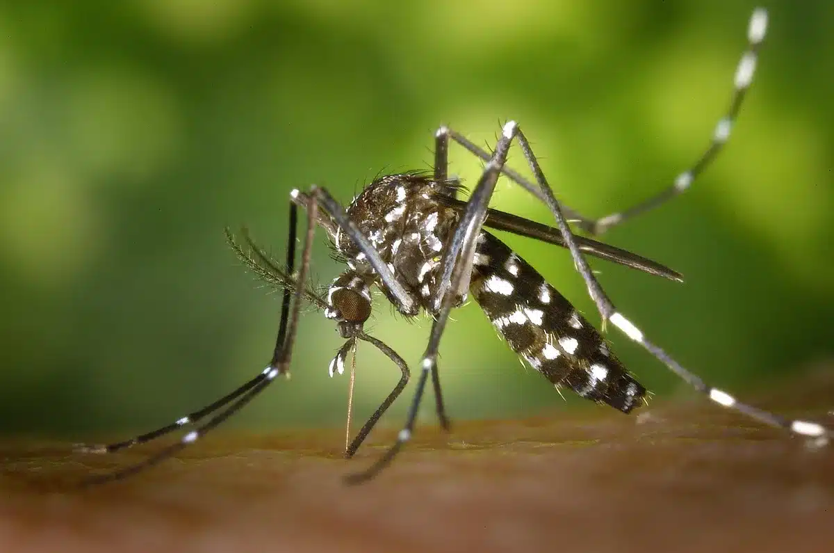 Moucheron ou petit moustique vecteur du virus Oropouche en gros plan