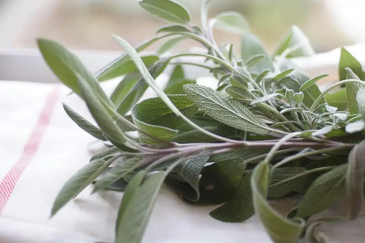 Herbes fraîches et épices disposées sur un plan de travail pour cuisiner sans sel