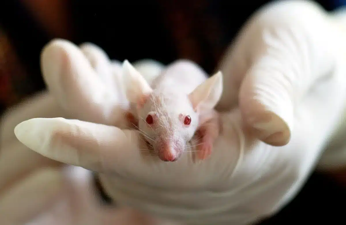 Chercheur manipulant un pansement sur un modèle animal en laboratoire