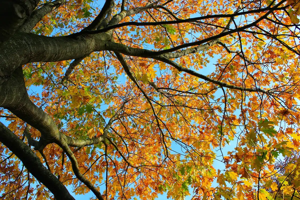 Feuilles de graviola fraîches montrant la texture et la nervation
